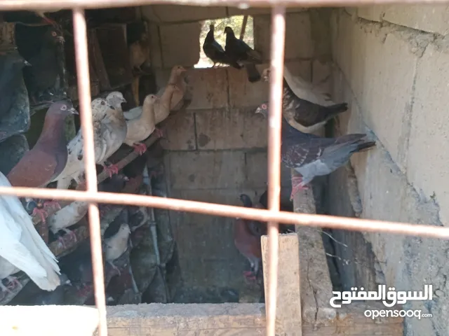 زغاليل بلدي للذبح او التربية مع حمام بلدي بواقي