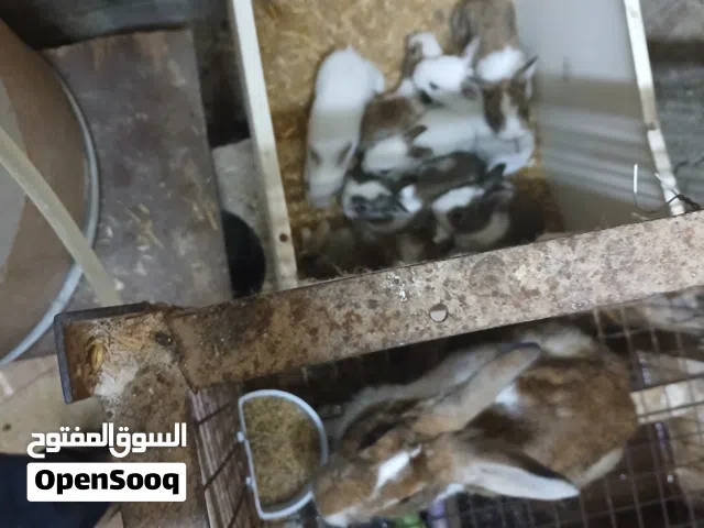 ارانب للبيع اربد ايدون