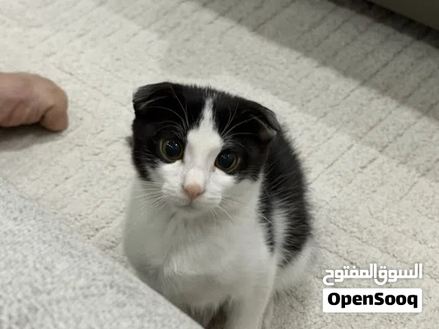 Adoption: Scottish Fold Mix Male Kitten Looking for His Forever Home
