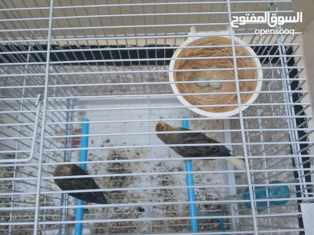 كوبل كناري بالعش