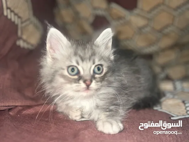 اربع قطط شانشيلا عمر شهرين ونصف للبيع