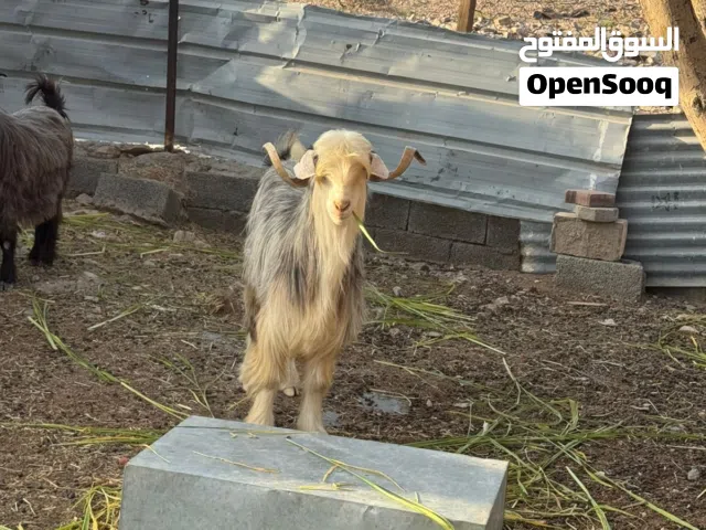 تيس للبيع من حلال الرحوب