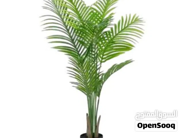 فسائل نخيل للبيع