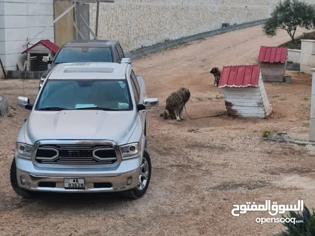 Used Dodge Ram in Jerash