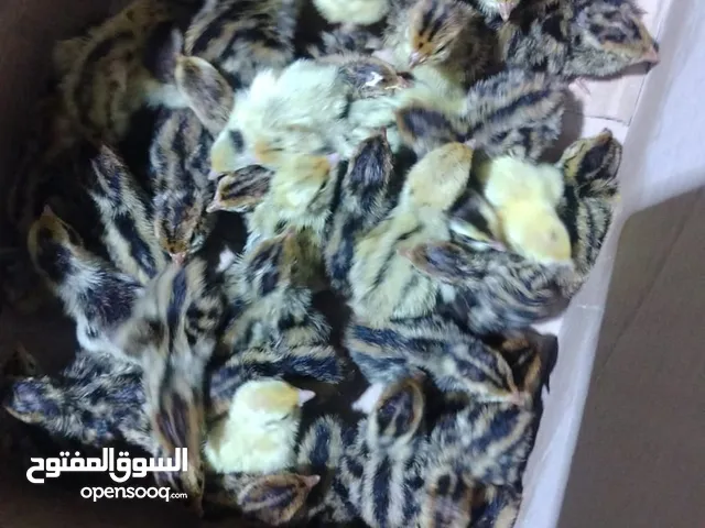مطلوب افراخ سمان