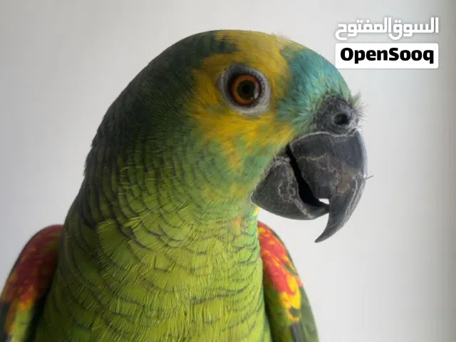 ((بيعه سريعه))للبيع أمازون كاو فل ربوه تبارك الرحمن العمر من سنتين لين ثلاث ...........