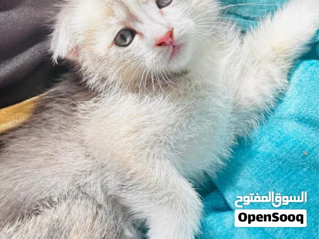 4 قطط سكوتش فولد عمرهم 6 اسابيع