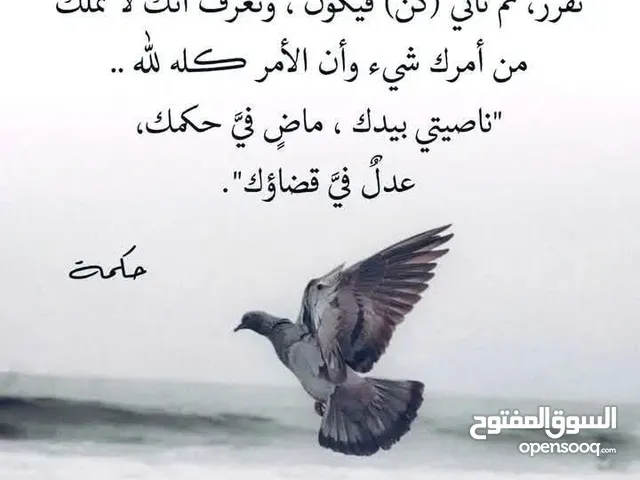 Nisreen Shafei