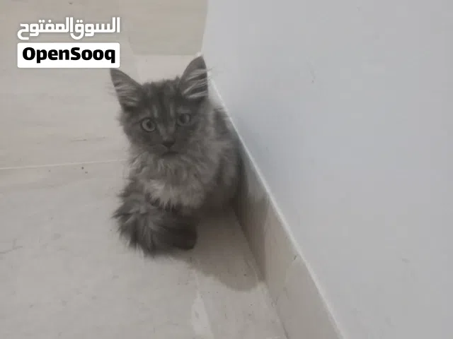 chat femmelle âgée de 5 mois mère persan croisé et le père angora