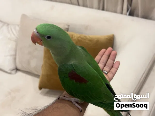 بغبغاء الدره النيبالي للبيع