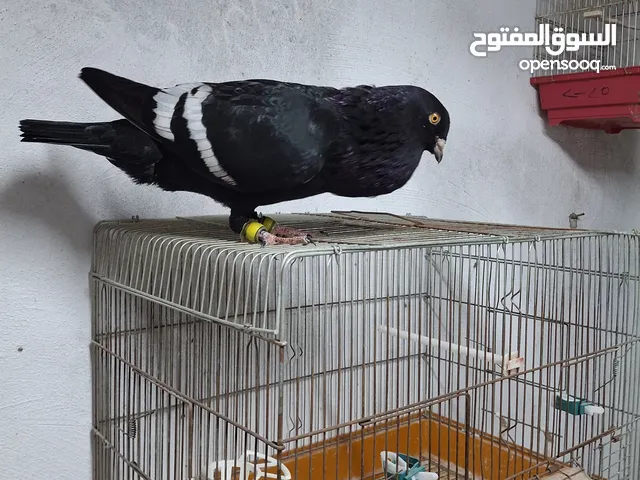 شكالي سود نخب النخب