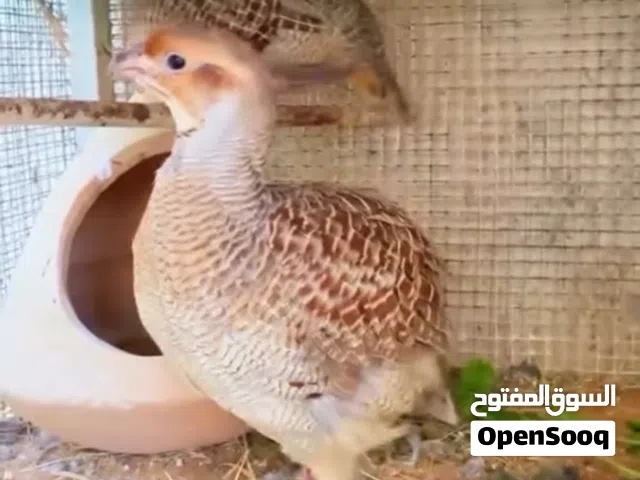 صفارد باكستاني للبيع