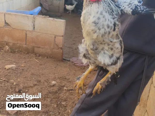 دجاج بلدي اربد مرو