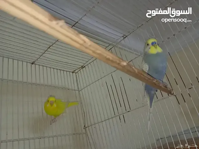 زوج عصافير بادجي مميز للبيع بالخبر