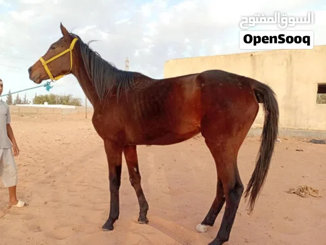 سلام عليكم فرص للبيع فرص انقلزيه دمها 100دراجه اوله للعلم لهيد متلهدش متاع تربها بس سعر حرق