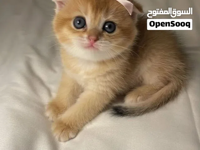 قط Scottish Fold كريمي – عرض خاص 30% خصم