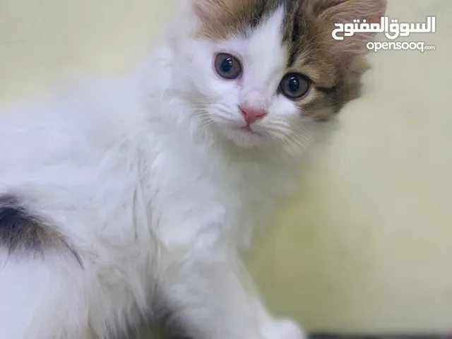 قطه انثى للتبني عمر 3 اشهر شيرازي