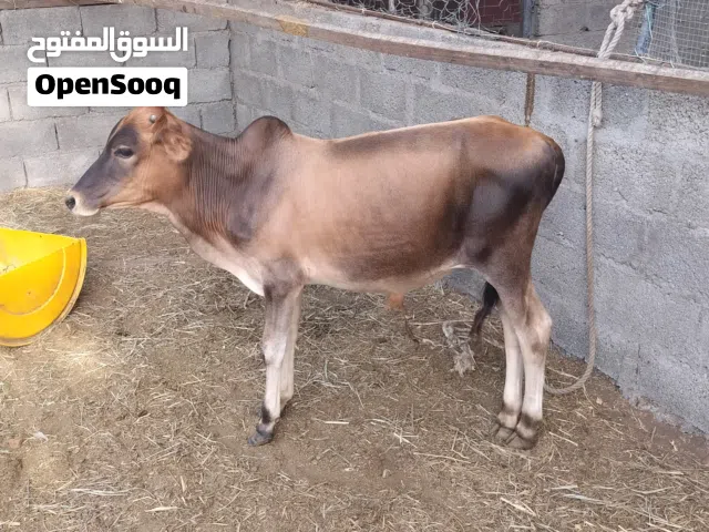عجل عماني تربية المزرعه