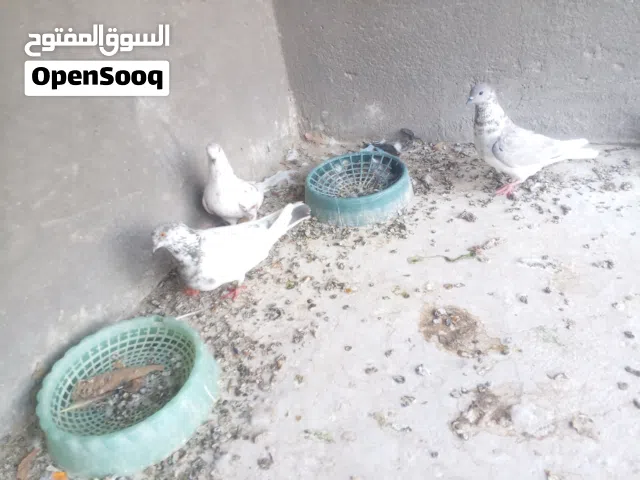 مجموعة حمام للبيع