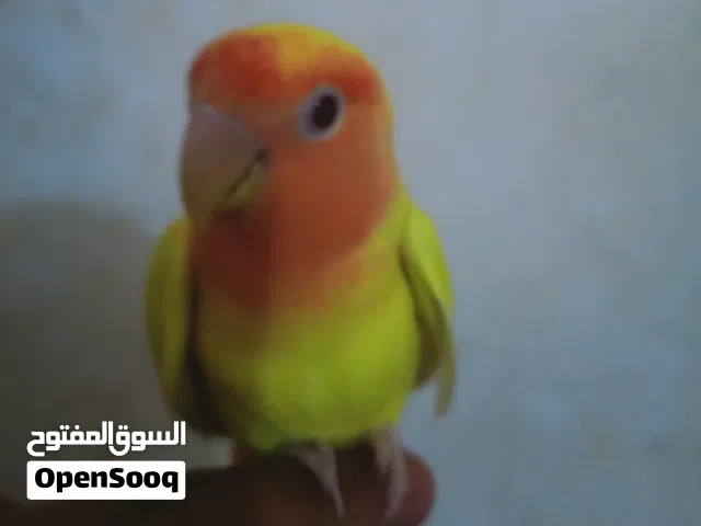 ذكر بركديلو رزو مش مروض