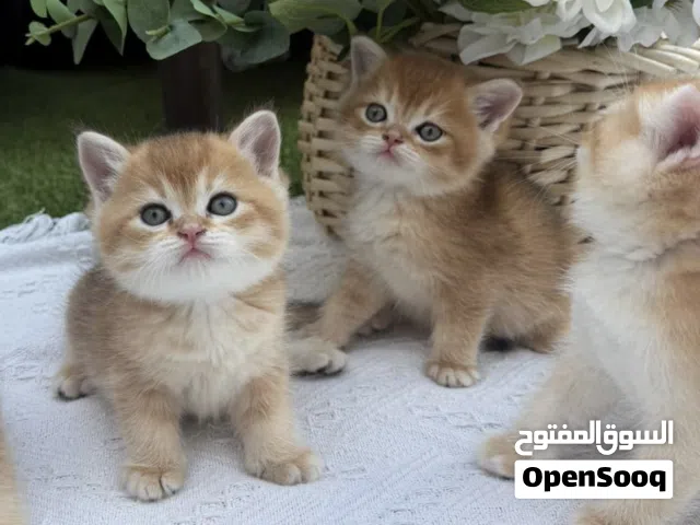 متوفر قطاو سكوتش قولد ستريت و فولد