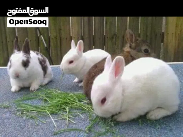 ارانب هجين بابيون الوان حلوه ما شاء الله  من عمر شهر لشهرين