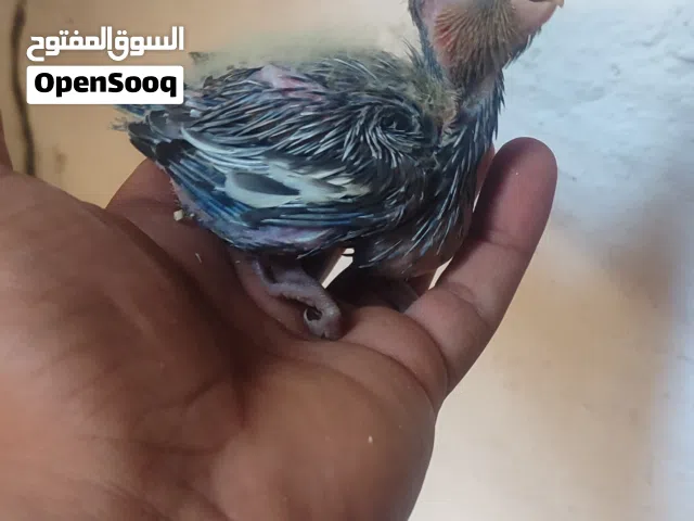 فرخ كوكتيل قبله حي المهندسين