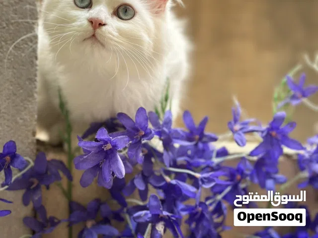 قطط شيرازيات