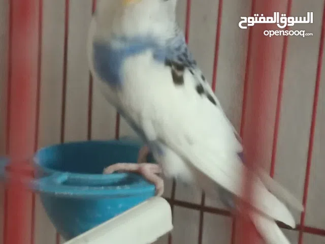 طيور بادجي للبيع