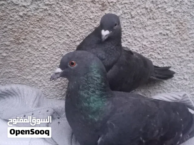 موجود جوز حمام وارنب وحوض سمك للبيع او للبدل