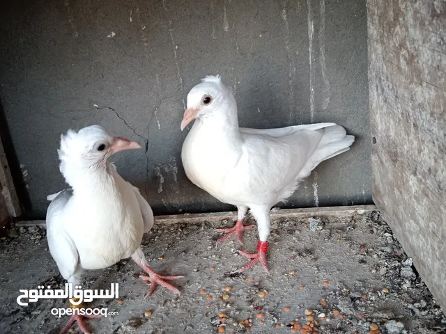 افراخ زواجل بيض مكنزعات