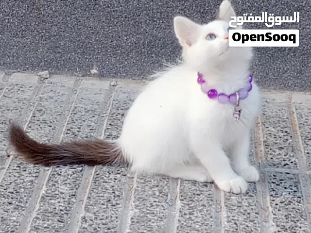 قطة راغدول للتبني ( بالمجان) شريطة الاعتناء بها جيدا