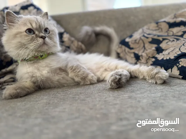 قطة هميلايا للتبني