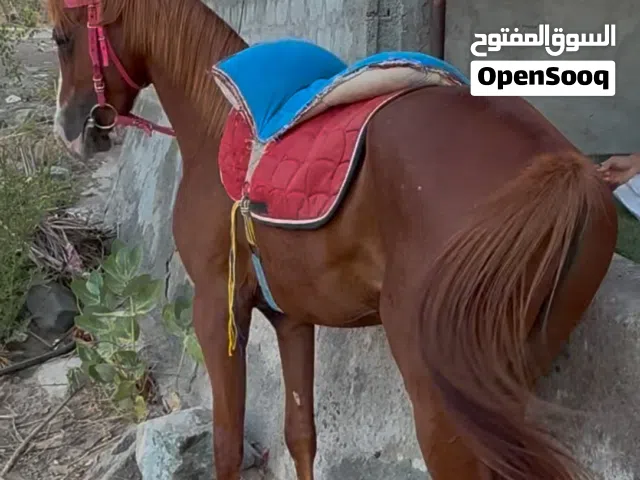 حصان مهجن للبيع