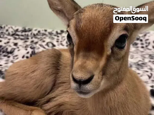 للبيع غزلان