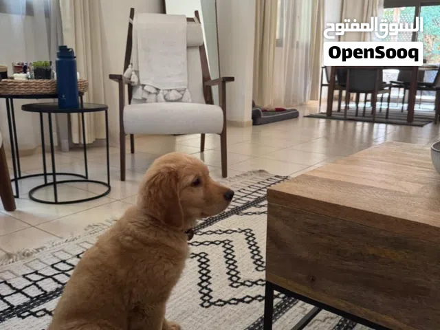 جولدن ريتريفر