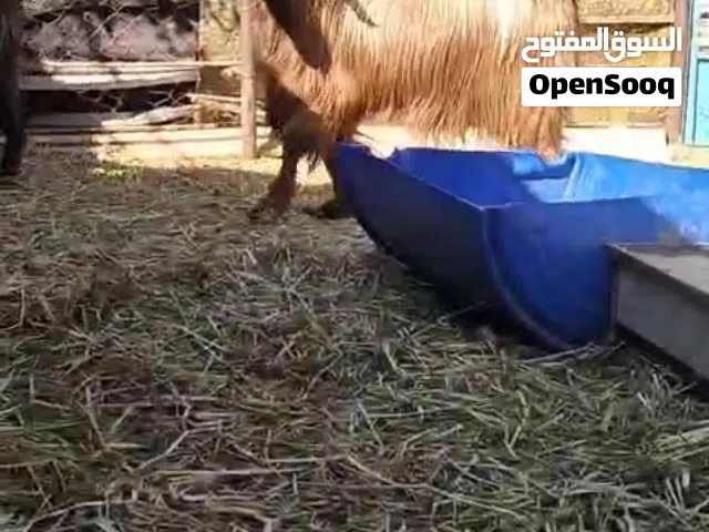 للبيع تيس فحل حار من حلال بني سعيد ماشاءالله تبارك الرحمان