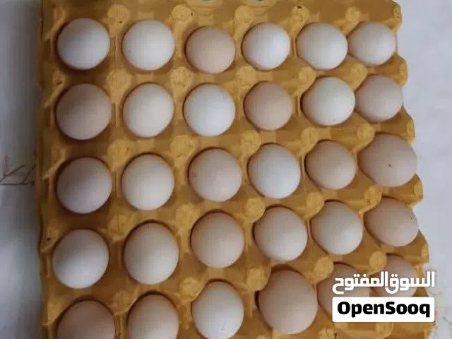 السلام عليكم بيض بلدي