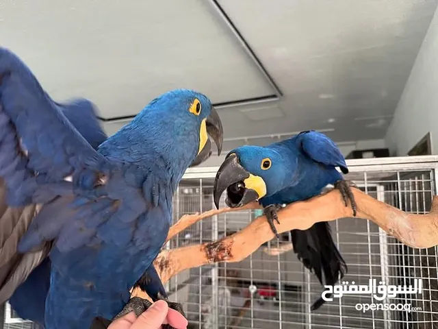 Hyacinth Parrots