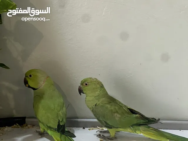 بيبي متوه انثى و ذكر اعمارهم 8 الى 9 شهور