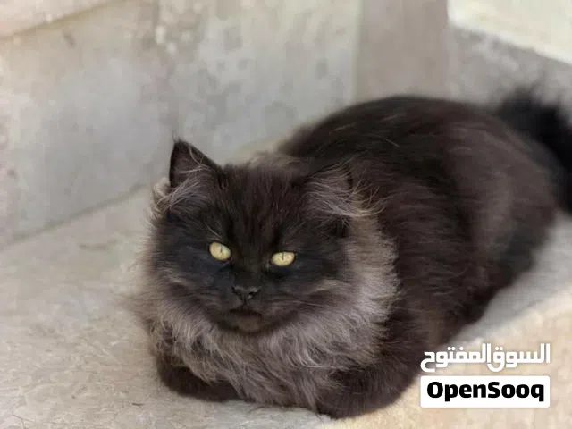 للبيع قطط شيرازيات ذكر وانثى