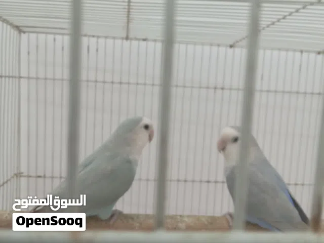 للبيع زوج لافبيرد