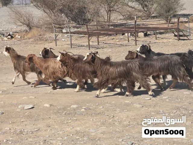 للبيع غنم من حلال بني سعيد حلال طيب ماشاء الله فرصه باغي حق تربية ماعليهن كلام عدد 8  سعر الكل 340