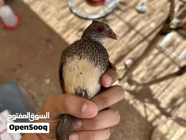 للبيع حجل صخري
