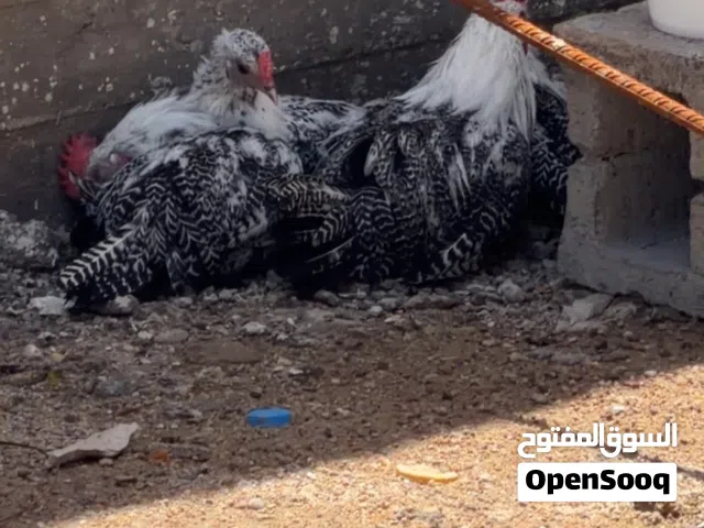 دجاج فيومي