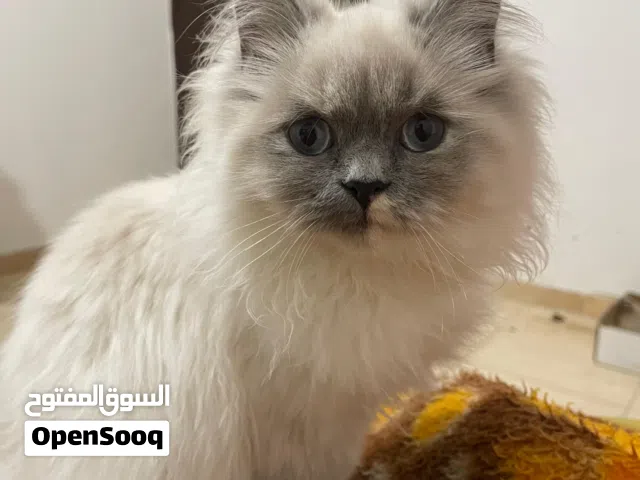 انثى سكوتش ستريت