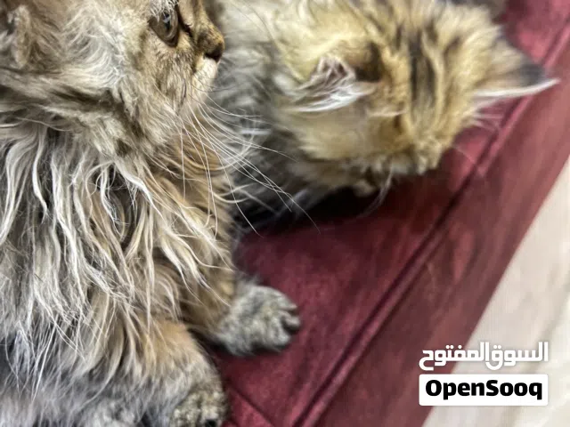 شيرازي شنشيلا للبيع عدد 4 ماشاءالله نظافه للبيع طبعا على الواقع احلا بكثير من التصوير كلهم بجنننووو