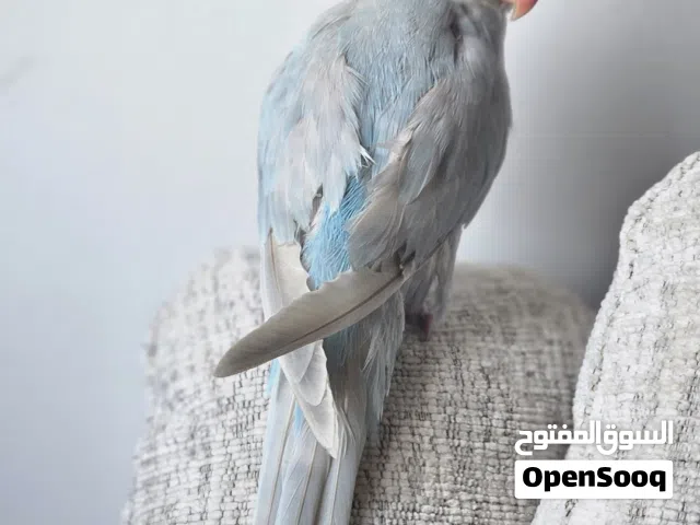 بغبغاء الدره الأبيض والأزرق للبيع