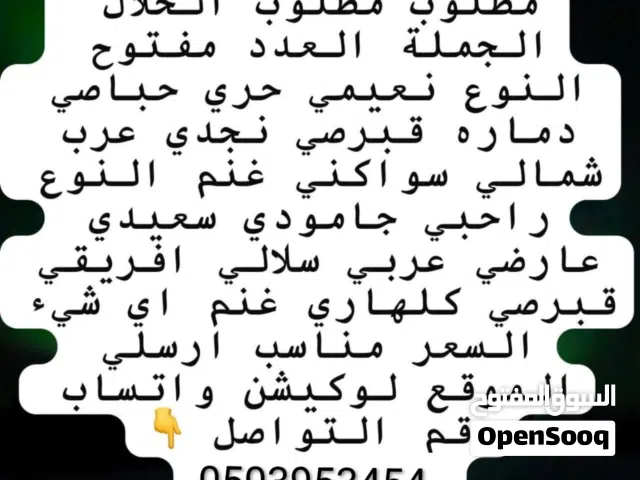 مطلوب حلال جمله