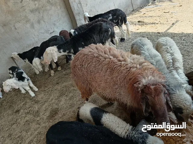 غنم للبيع كلهن مطافيل